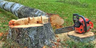  Randallstown, MD Tree Removal Pros