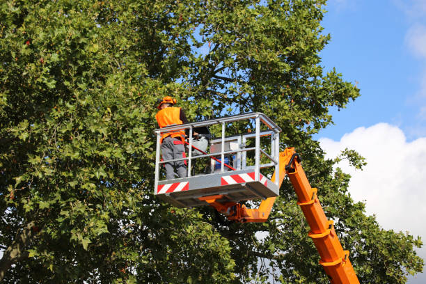 How Our Tree Care Process Works  in  Randallstown, MD