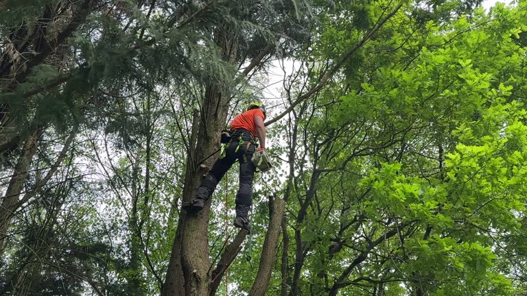 Best Lawn Dethatching  in Randallstown, MD