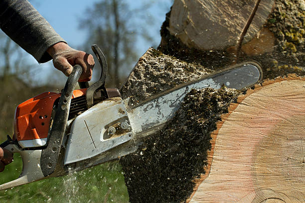 Randallstown, MD Tree Removal Company